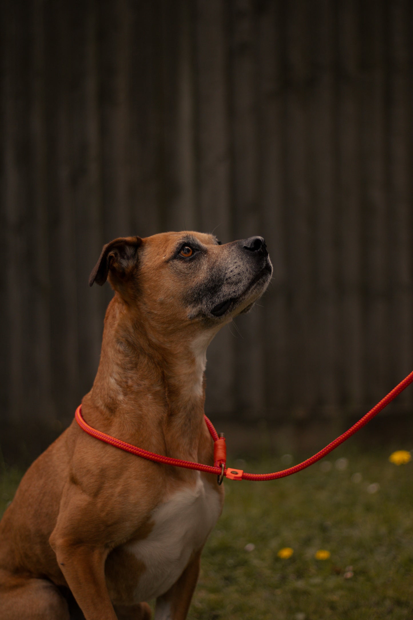 Limited Edition Brindle and Bramble leads