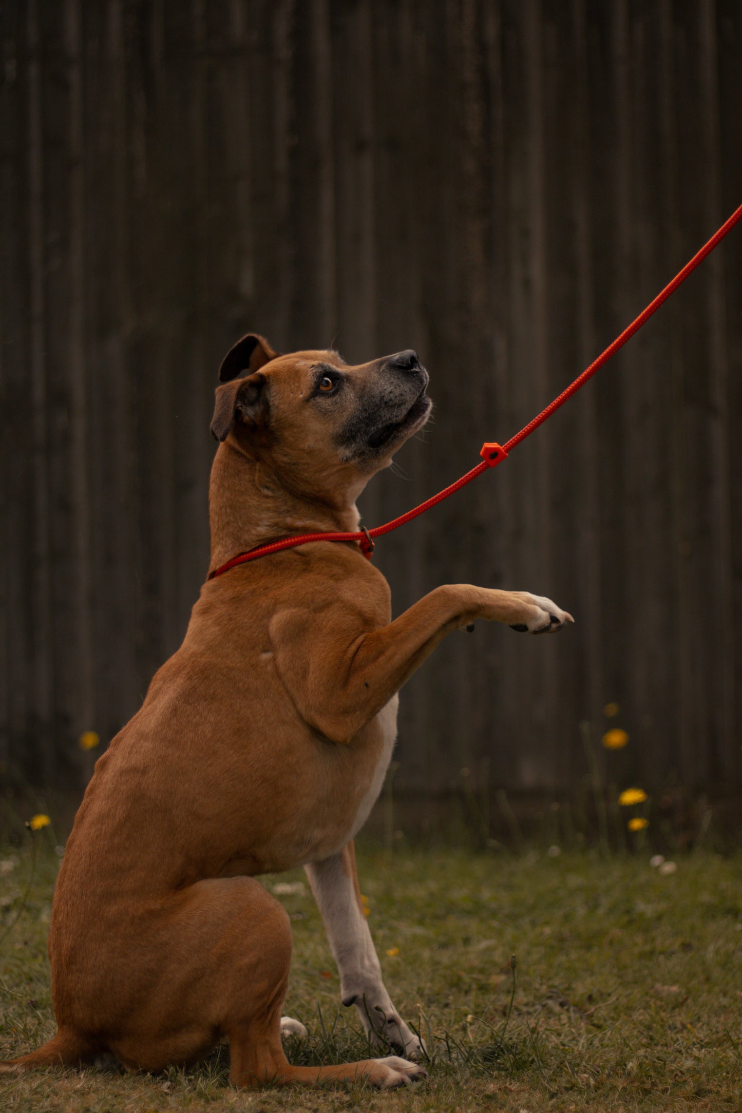 Limited Edition Brindle and Bramble leads