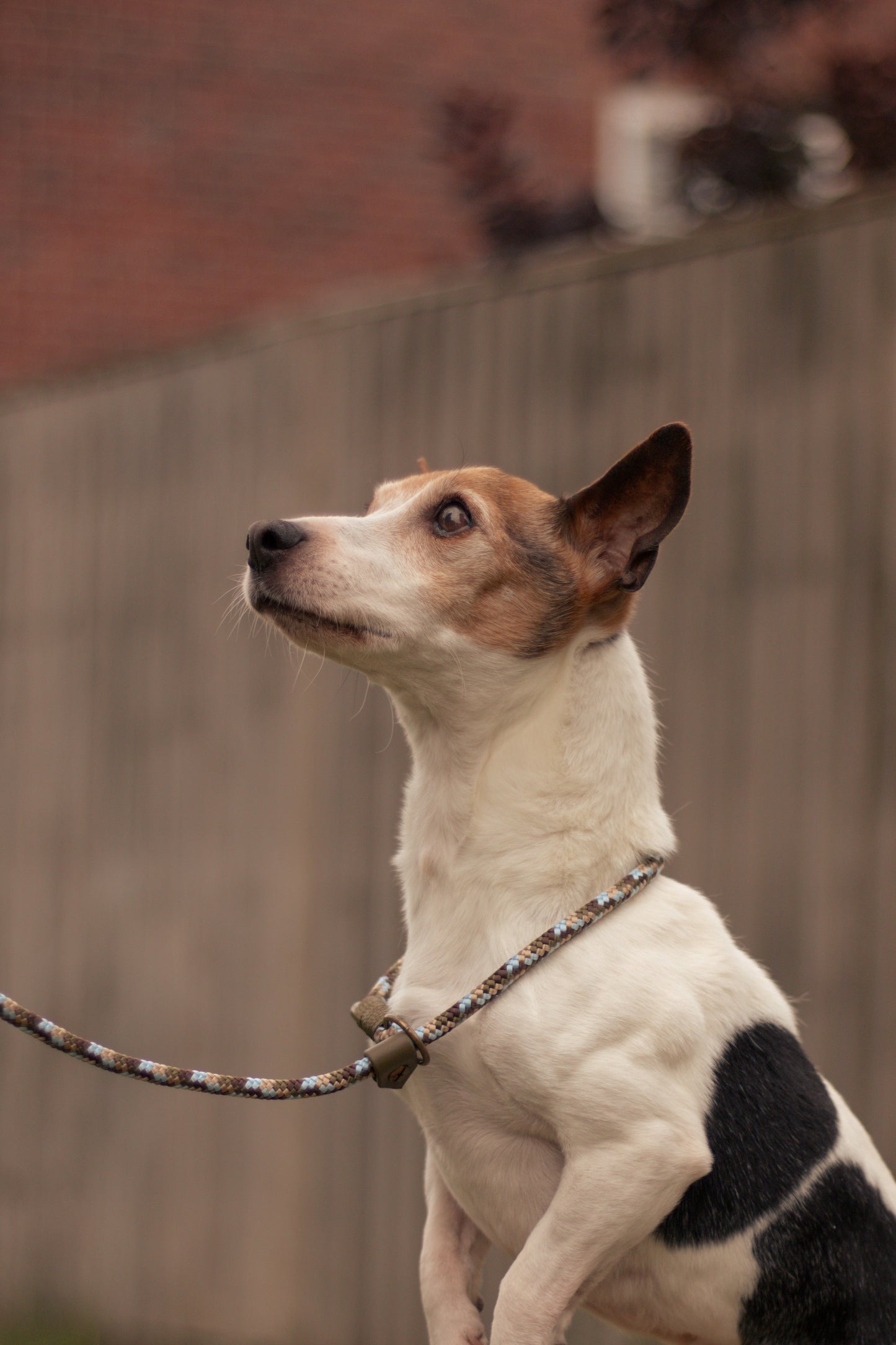 Limited Edition Brindle and Bramble leads