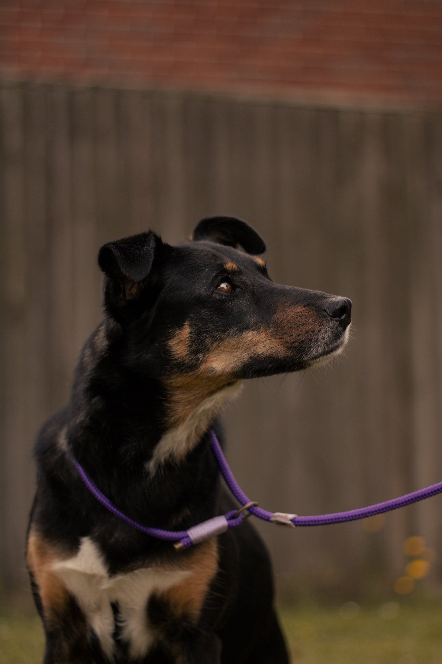 Limited Edition Brindle and Bramble leads