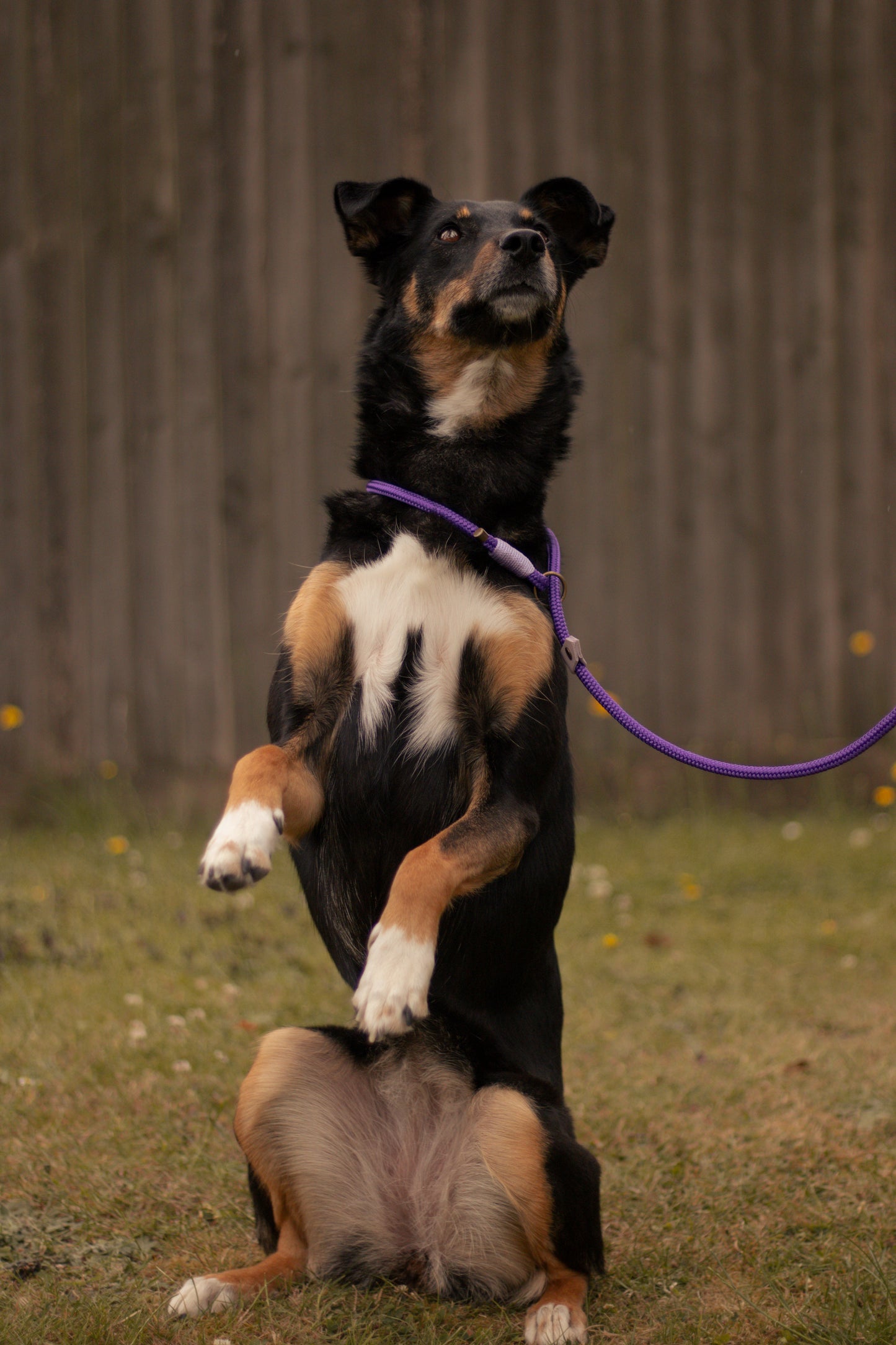Limited Edition Brindle and Bramble leads