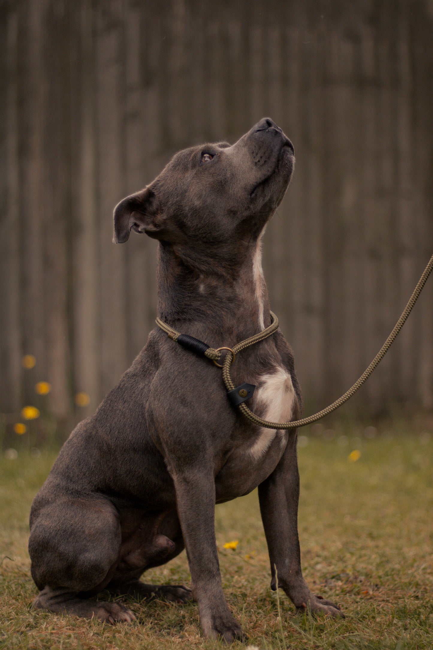 Limited Edition Brindle and Bramble leads