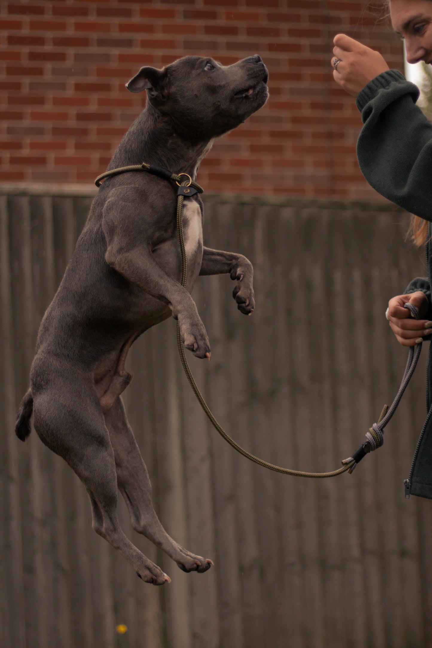 Limited Edition Brindle and Bramble leads