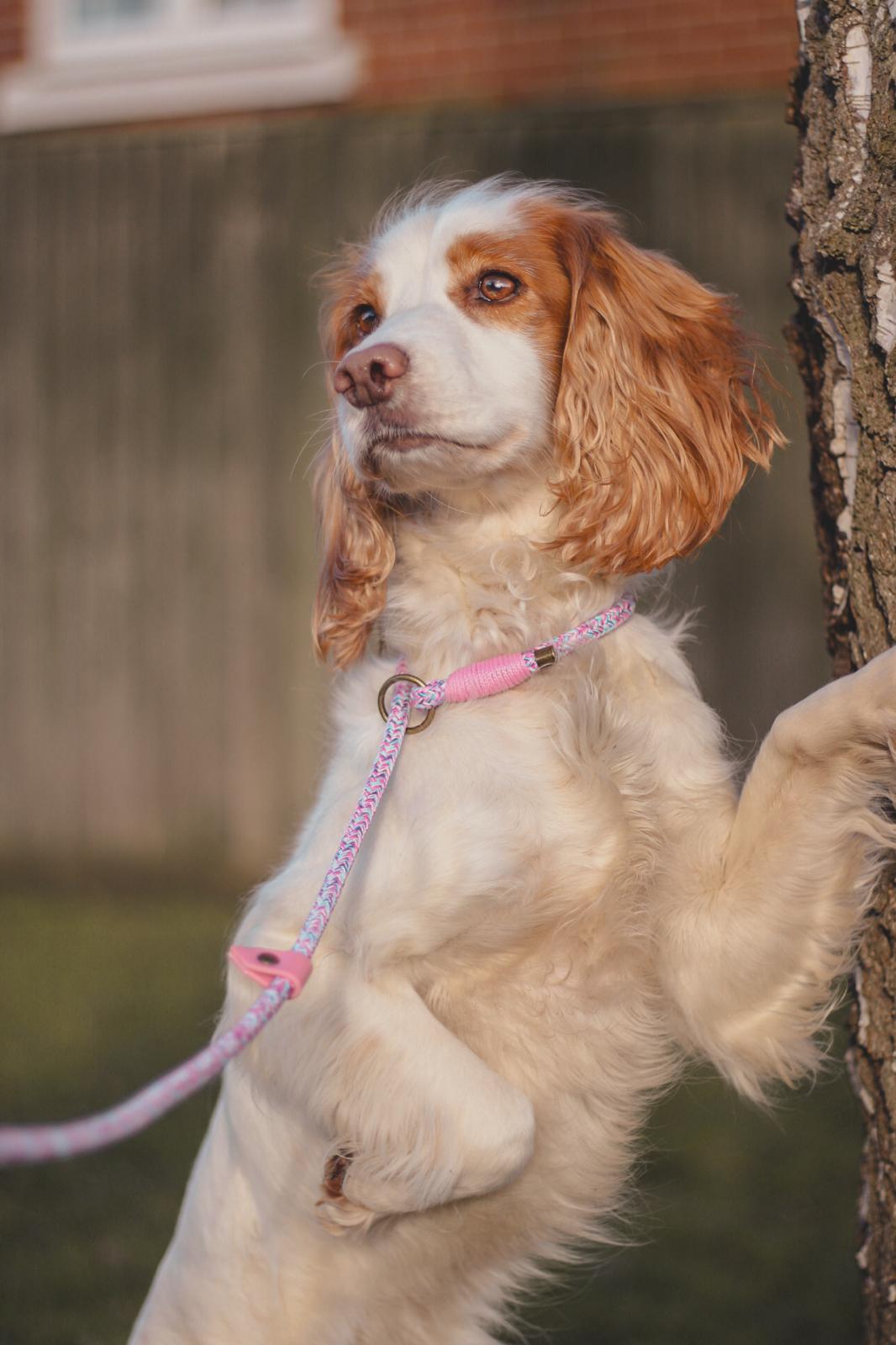 Limited Edition Brindle and Bramble leads