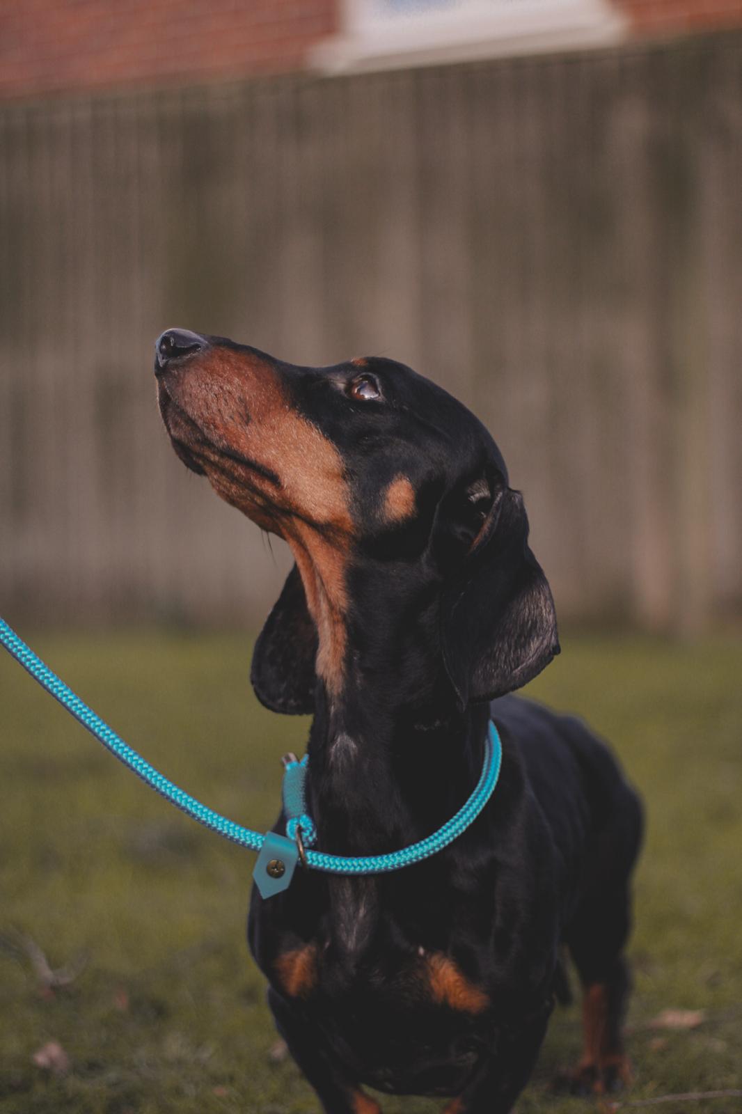 Limited Edition Brindle and Bramble leads