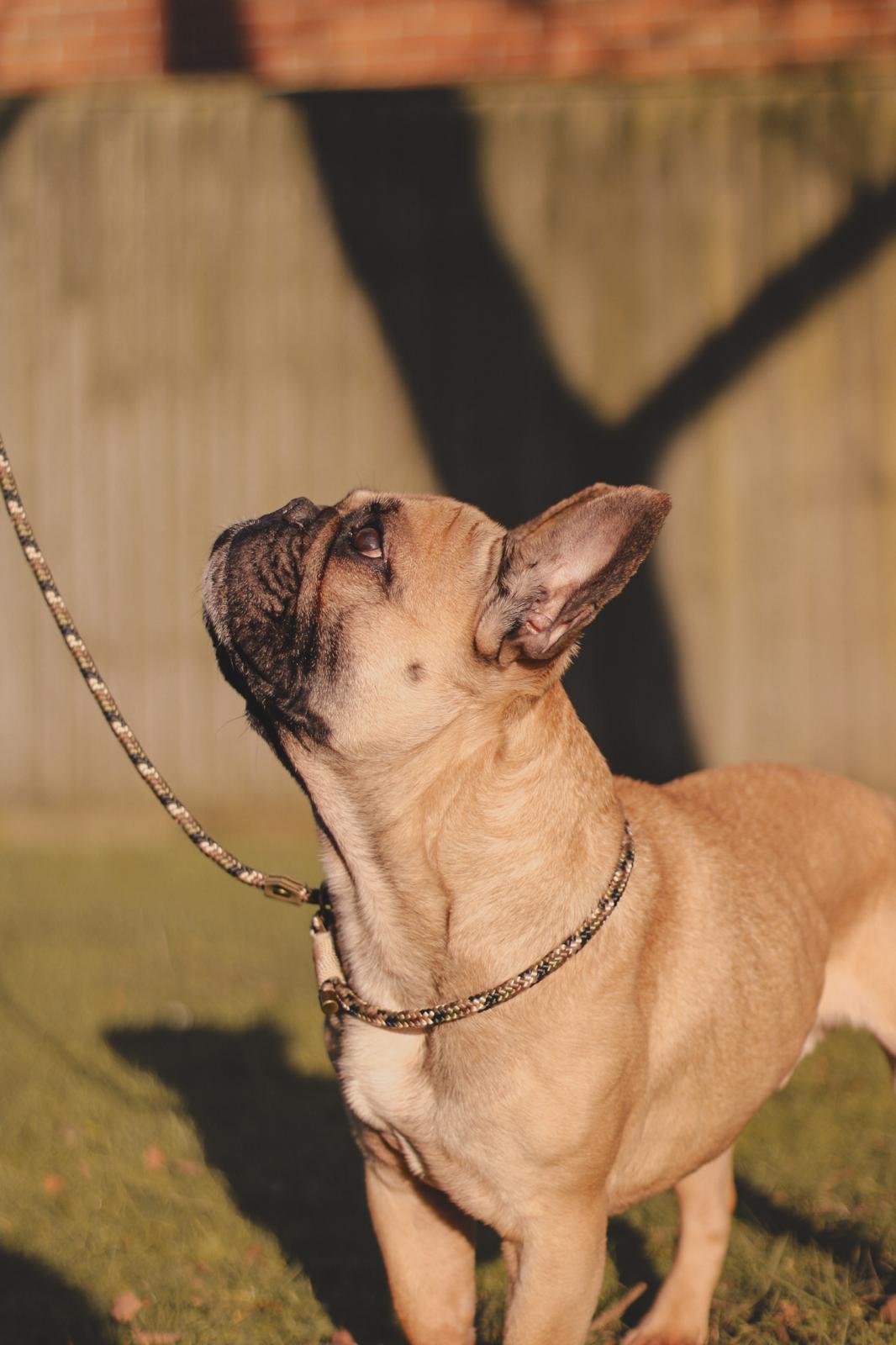 Limited Edition Brindle and Bramble leads