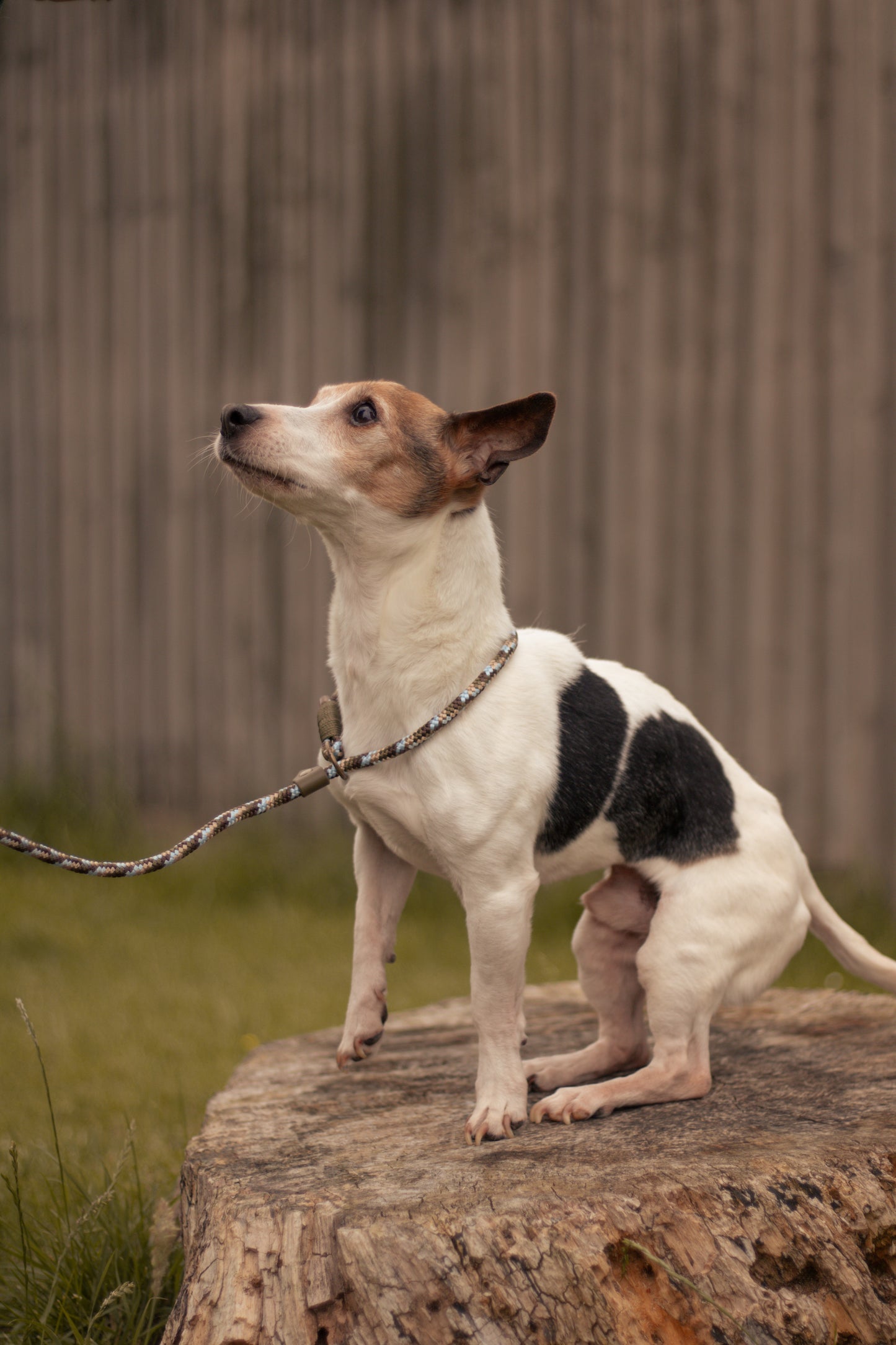 Limited Edition Brindle and Bramble leads