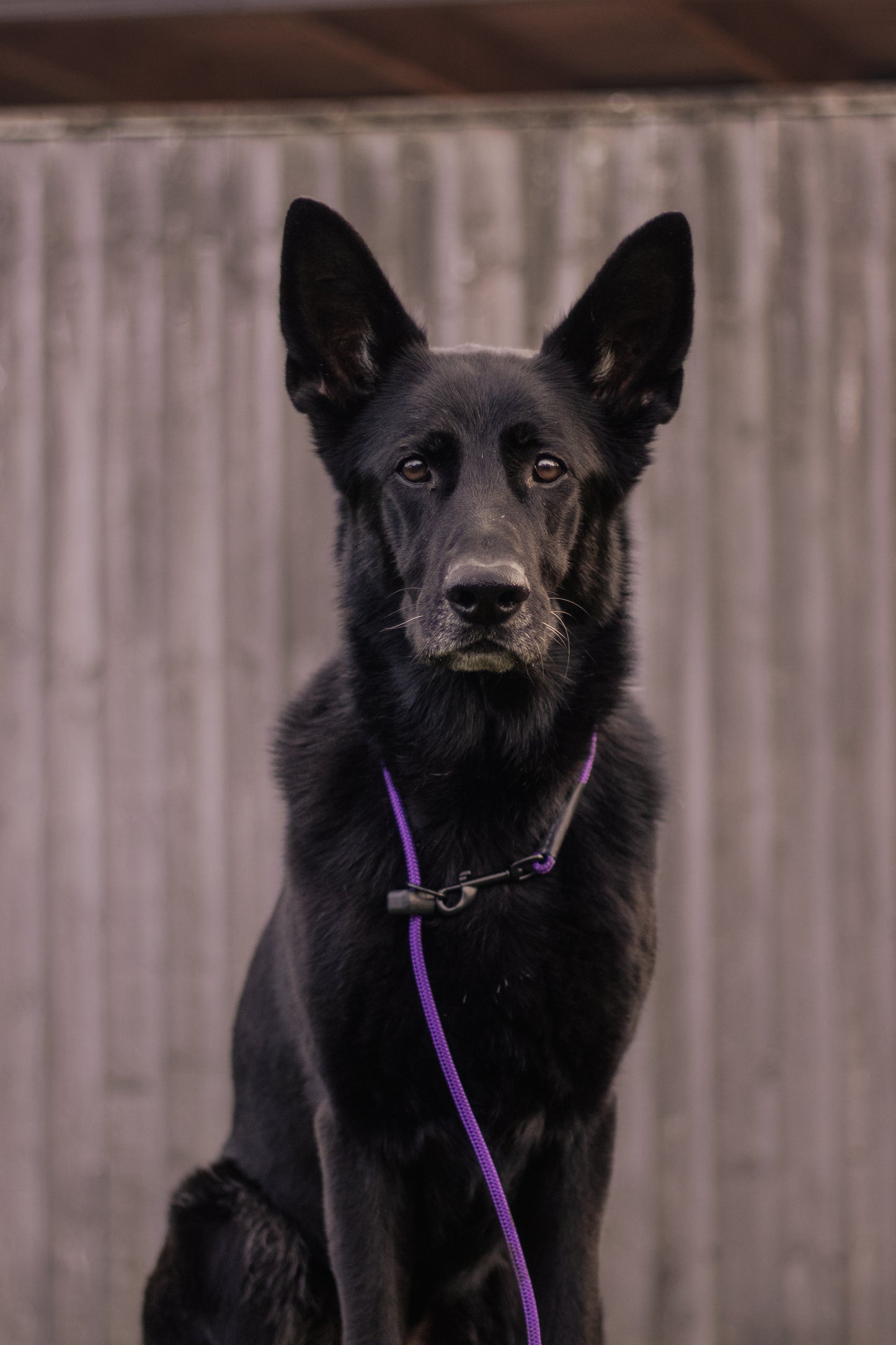 HorizonK9 slip & clip lead