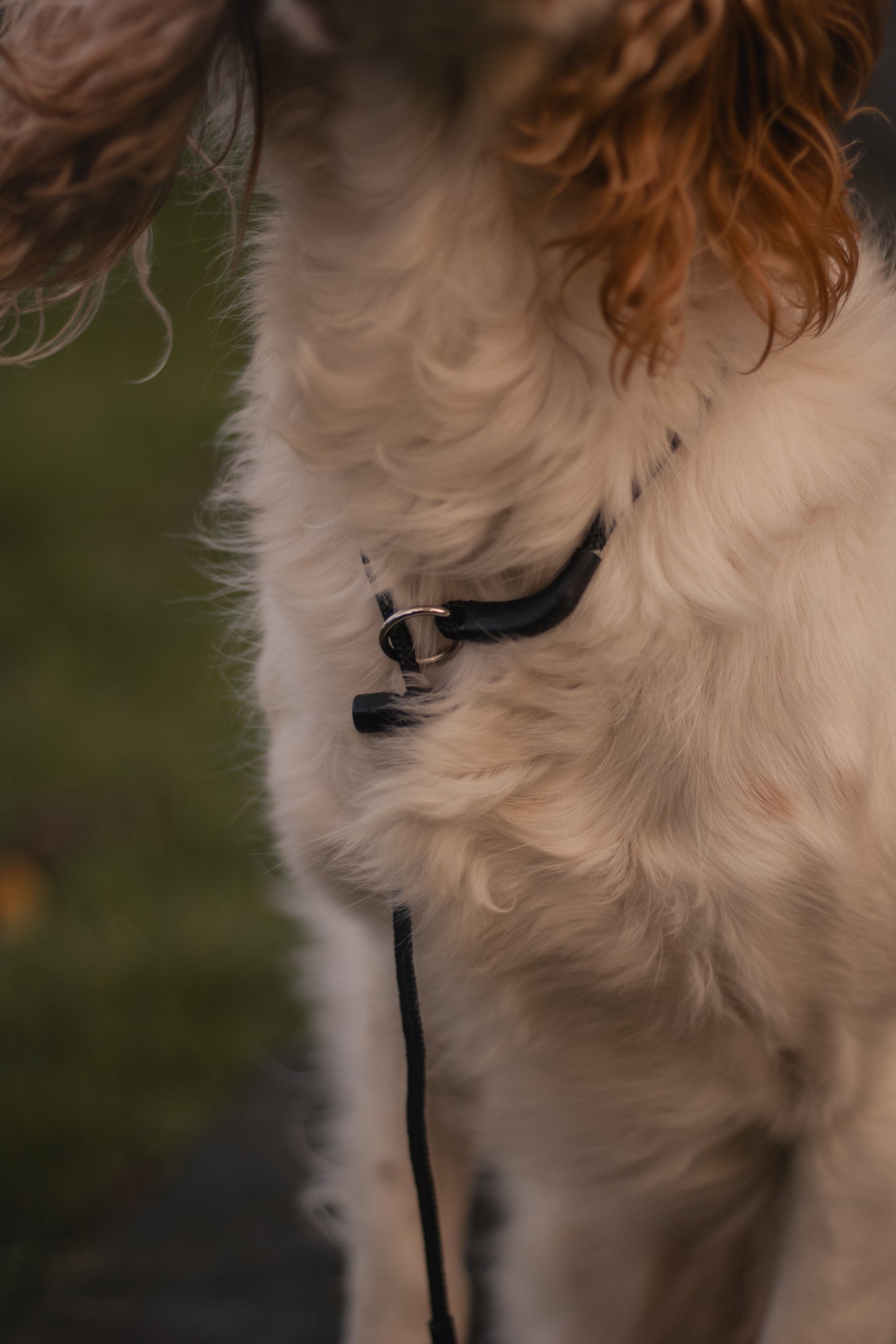 HorizonK9 slip collar