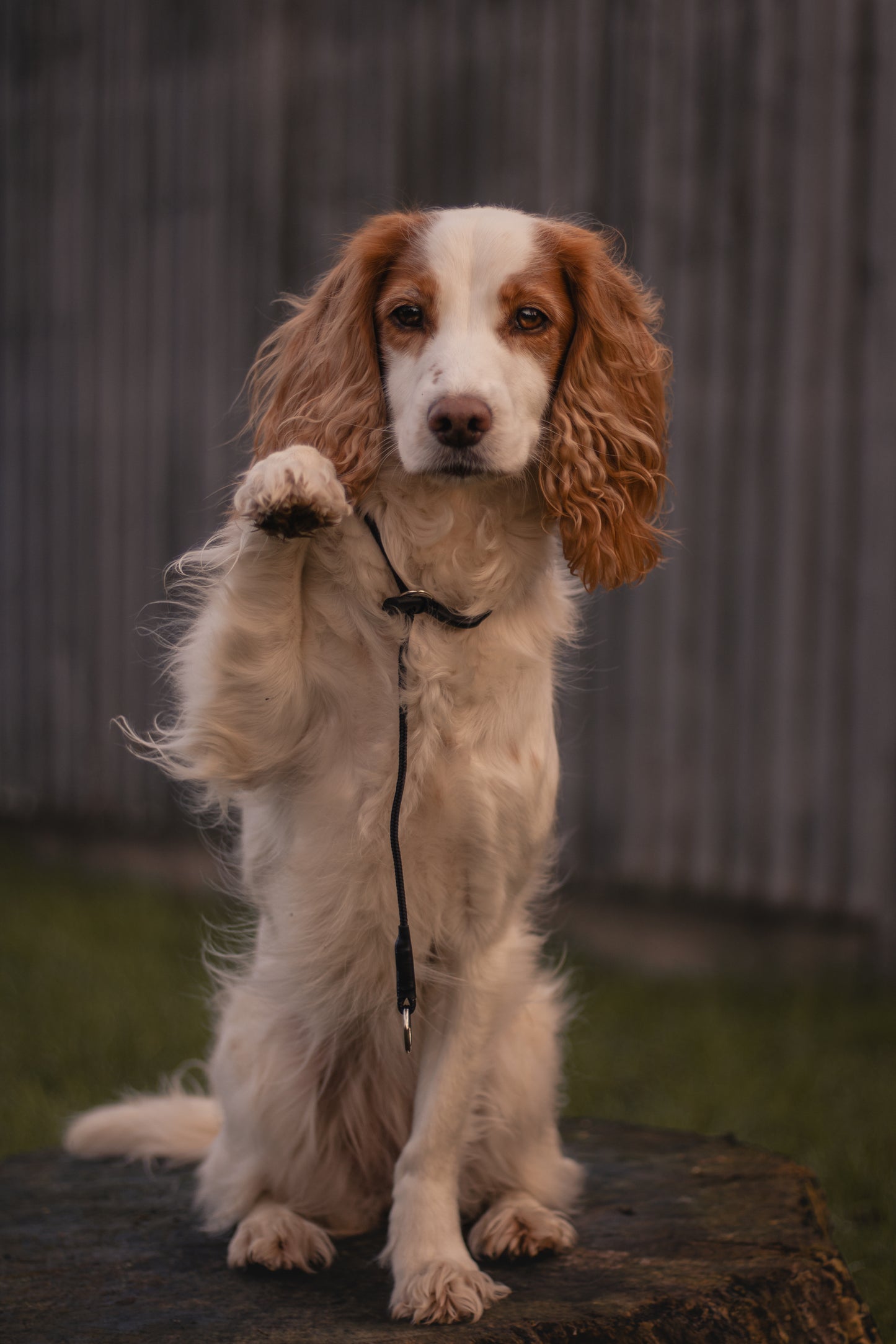 HorizonK9 slip collar