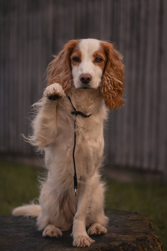 HorizonK9 slip collar