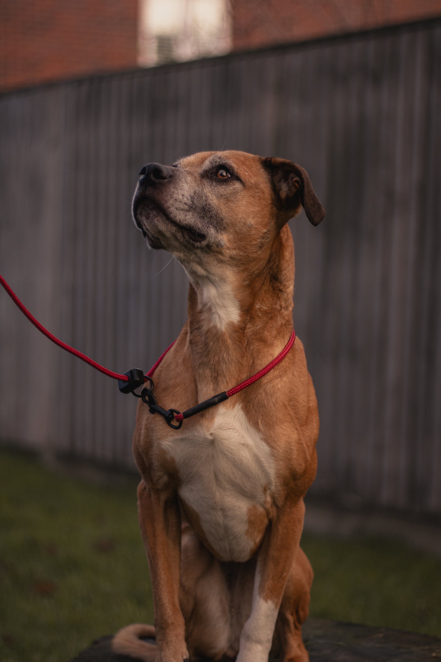 HorizonK9 slip & clip lead