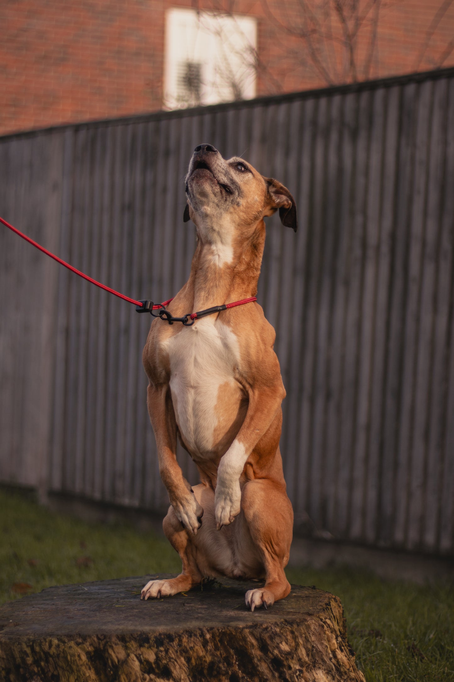 HorizonK9 slip & clip lead