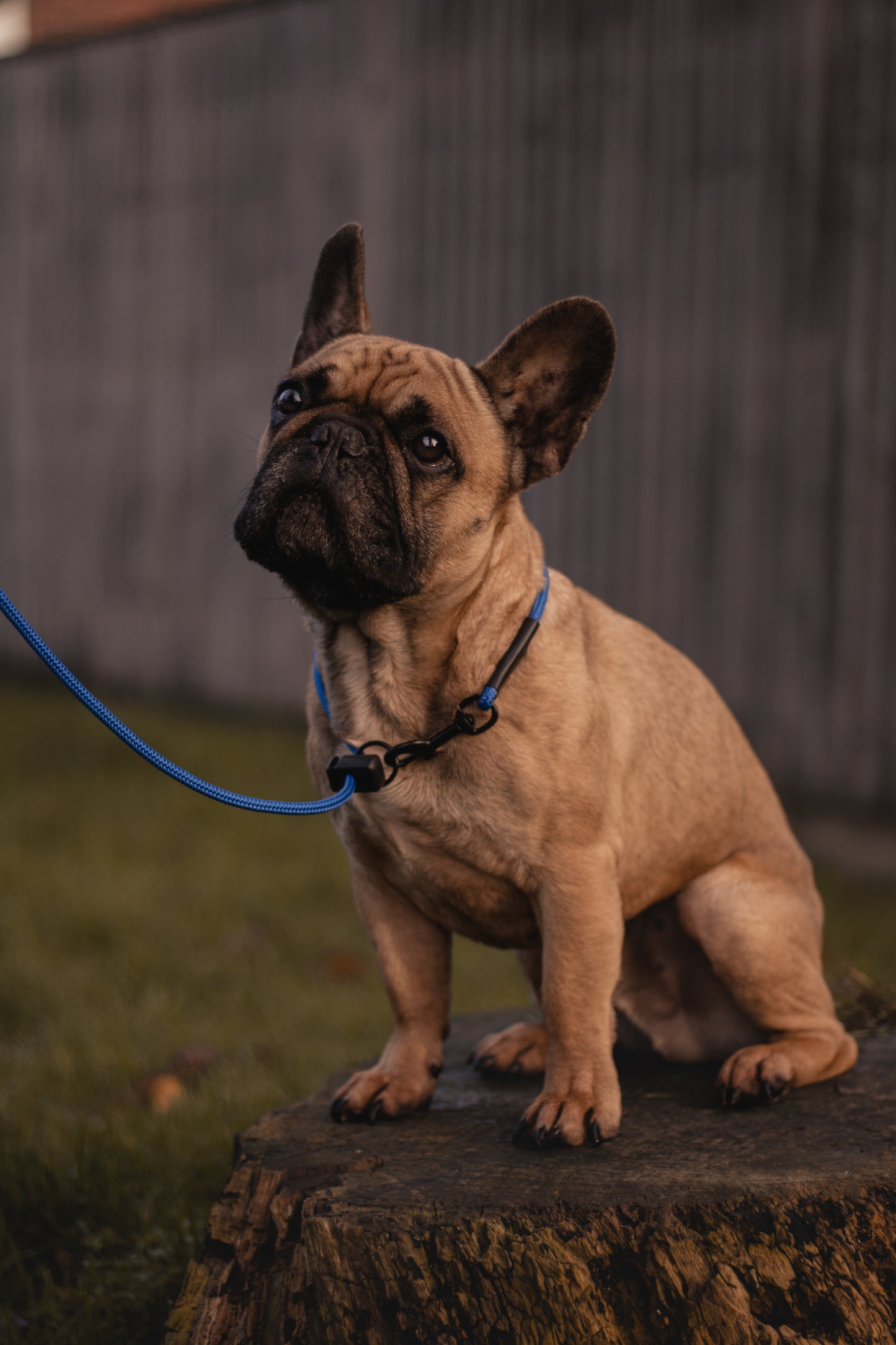 HorizonK9 slip & clip lead