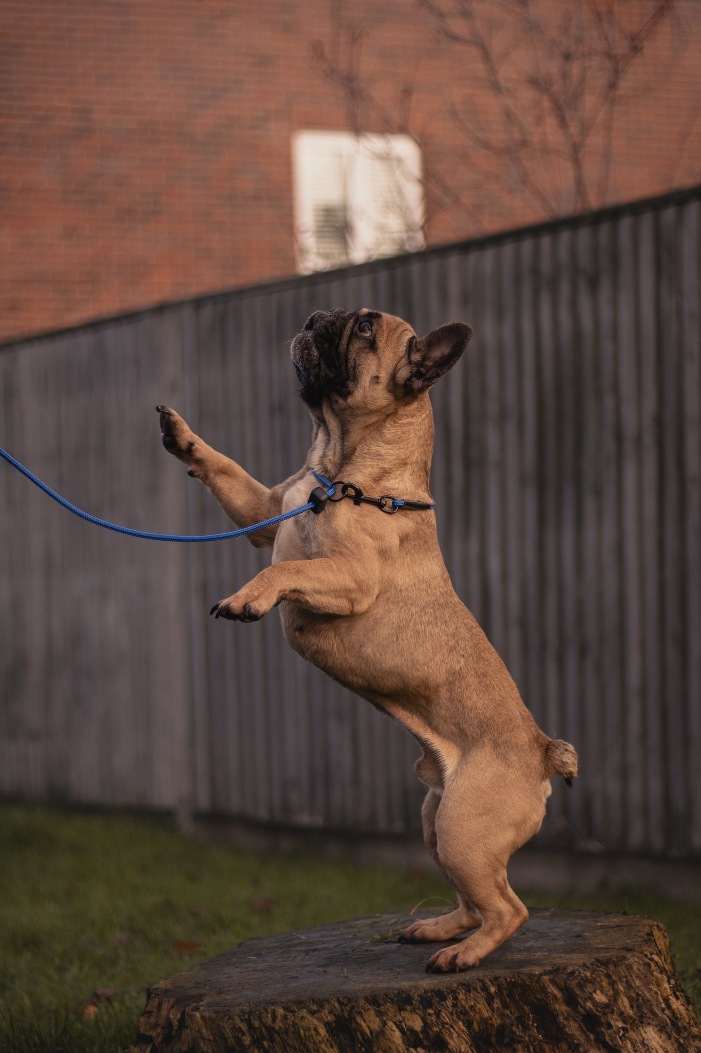 HorizonK9 slip & clip lead