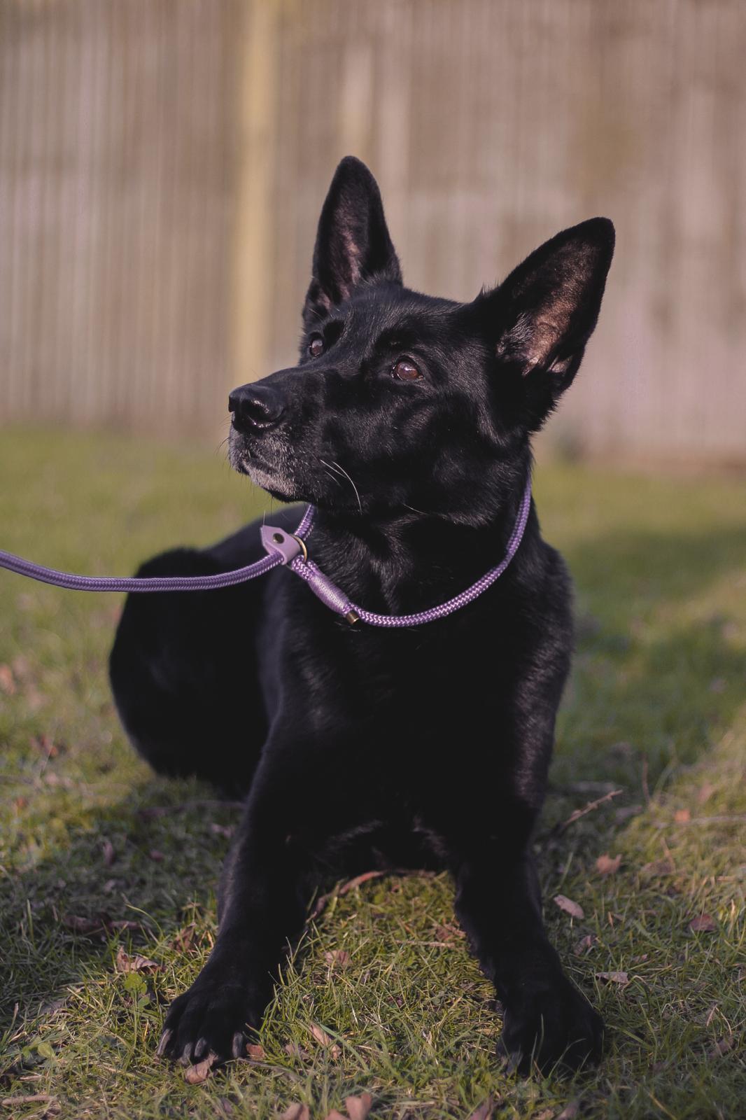 Limited Edition Brindle and Bramble leads