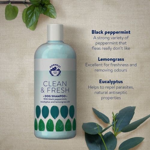 Dorwest Herbs Clean & Fresh Shampoo